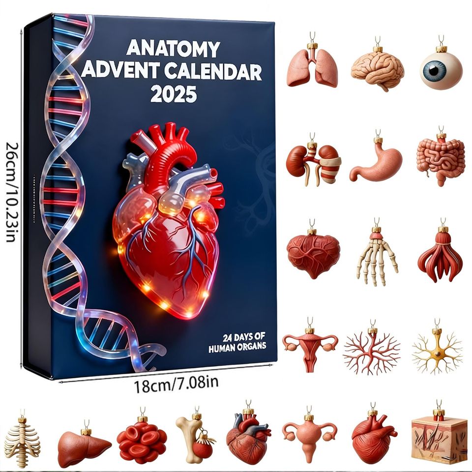 Human Organ Anatomy Advent, Student Countdown Calendar, Science Decor Ornament Set, Doctor Nurse Xmas Gift Calendar Acrylic 2D Flat - Image 4