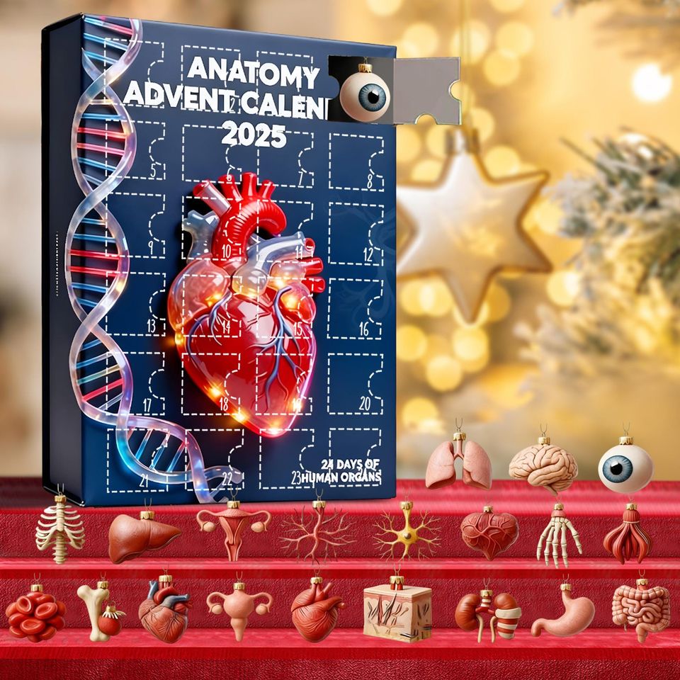Human Organ Anatomy Advent, Student Countdown Calendar, Science Decor Ornament Set, Doctor Nurse Xmas Gift Calendar Acrylic 2D Flat - Image 5